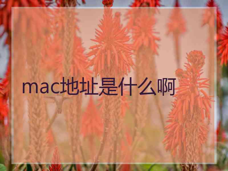 mac地址是什么啊