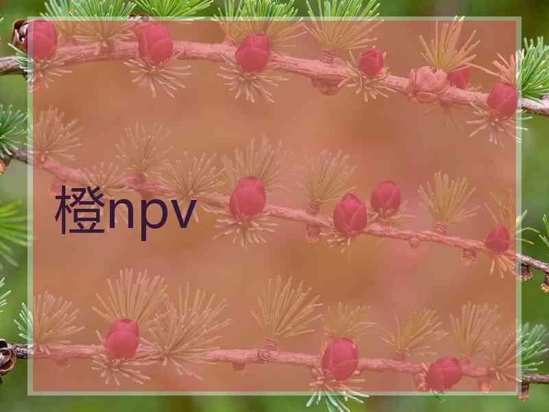 橙npv