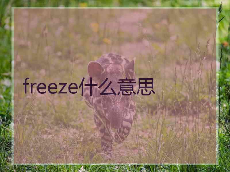 freeze什么意思