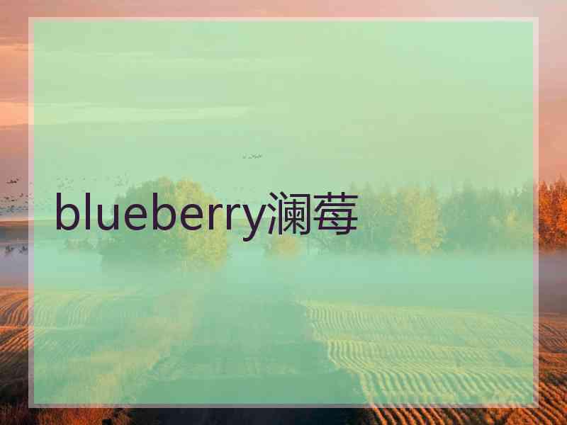 blueberry澜莓