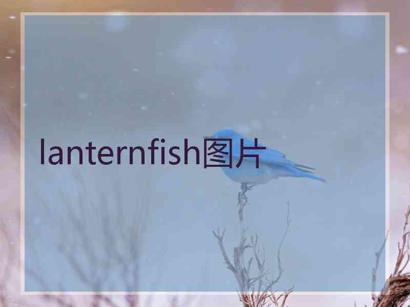 lanternfish图片