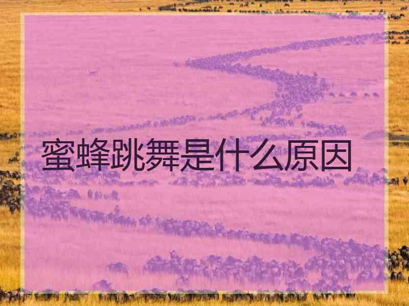 蜜蜂跳舞是什么原因