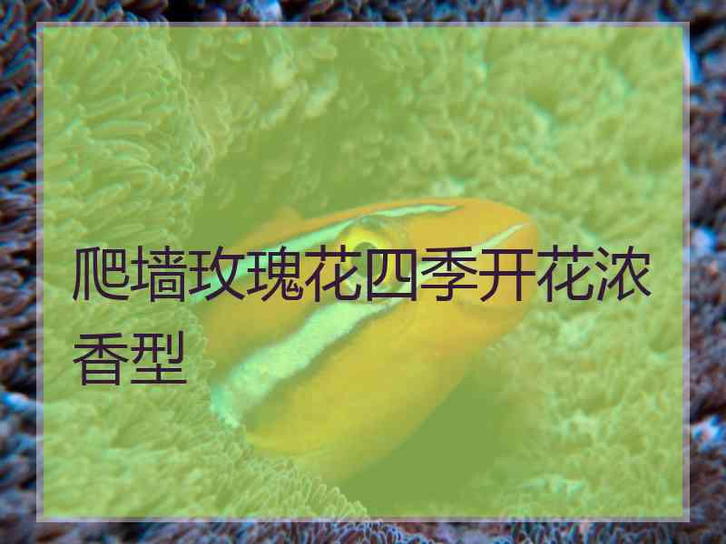 爬墙玫瑰花四季开花浓香型