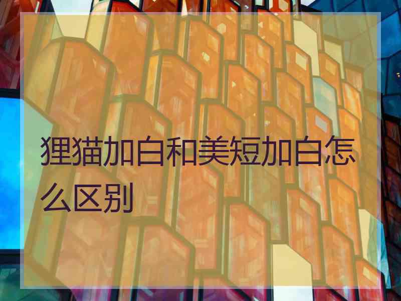 狸猫加白和美短加白怎么区别