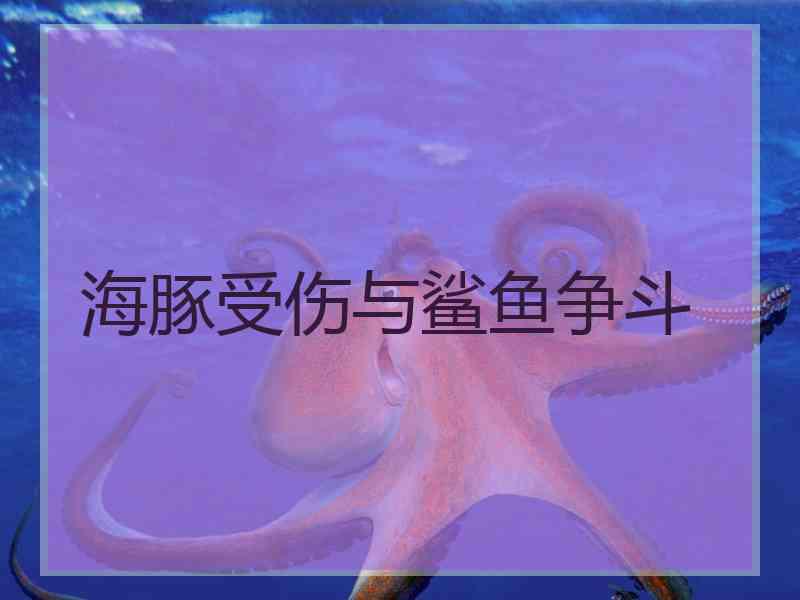 海豚受伤与鲨鱼争斗