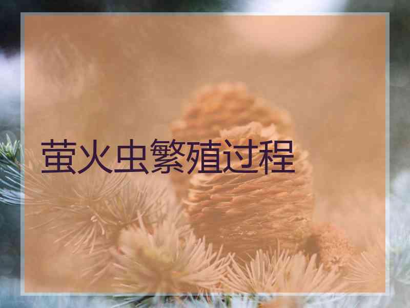 萤火虫繁殖过程