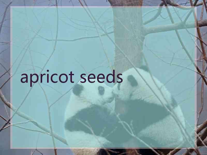 apricot seeds