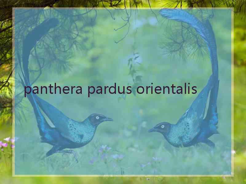 panthera pardus orientalis