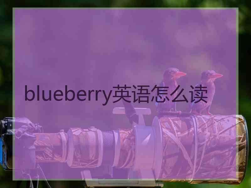 blueberry英语怎么读