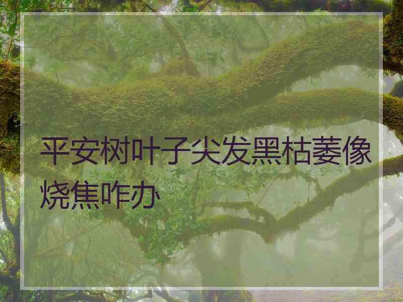 平安树叶子尖发黑枯萎像烧焦咋办