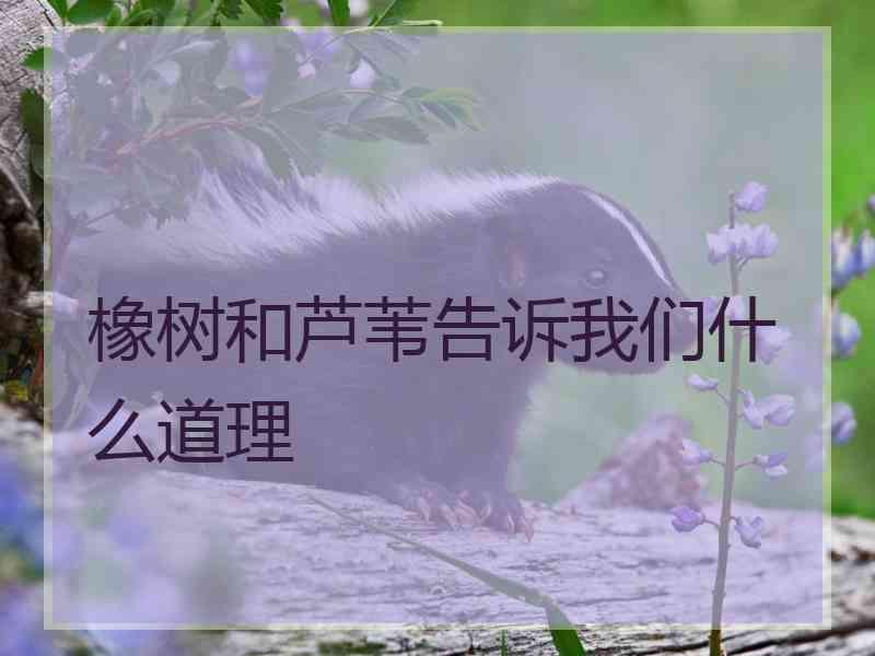 橡树和芦苇告诉我们什么道理